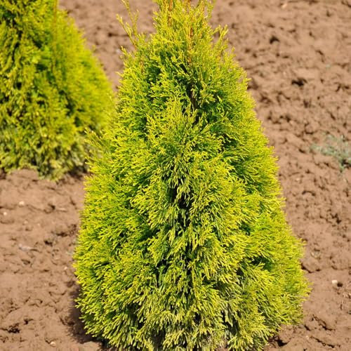 Heckenkonifere Thuja occ. Golden Smaragd®, 50er-Set, Höhe 60-80 cm, Topf 5 l