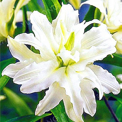 seedsown 10 Rare Tomatensamen Einzel Ananas Blau Bio Fleischtomate Samen