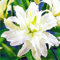 seedsown 10 Rare Tomatensamen Einzel Ananas Blau Bio Fleischtomate Samen