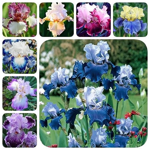 8 Pcs Schwertlilien Zwiebeln - Iris Pflanzen - Seltene Pflanzen, Garten Geschenk (Iris Tectorum) Blumenwiese, Stauden Winterhart Mehrjährig Frühlingsblumen Zwiebeln, Winterharte Kübelpflanzen