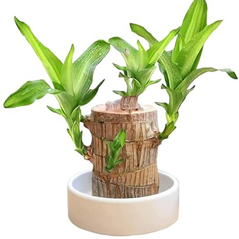 komsoup Brasilien Glücksholz, Brasilianische Holzpflanze, Hydroponische Topfpflanzenstumpf-Minipflanze, Hydrokultur Topfpflanze Stump Kleine -Pflanze Desktop Pflanze, Für Den Innenbereich, Büro
