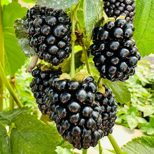 500 pcs brombeeren samen bio, brombeere, obstbäume zimmerpflanzen,Rubus fruticosus, säulenobst winterhart samen gartenpflanzen hochbeet samen seeds exotische pflanzen samen pflanzen