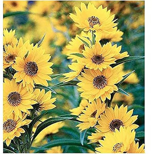 Maximilian Sunflower Seeds - Attracts Bees and Butterflies - Perennial Sunflower Native to North America, Approximtely 600 Seeds