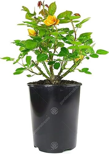 Sublime Rosier Jaune en pot | Rosiers de jardin haut de gamme avec fleurs colorées en été
