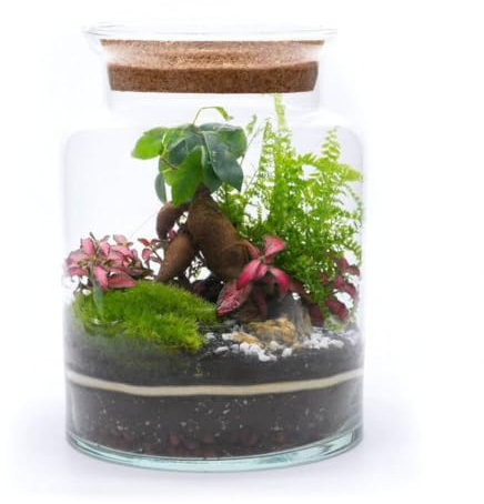 DIY Terrarium Kit with Ficus Bonsai, Fittonia & Fern – H: 25 cm Complete Glass Container Set with Optional LED Cork Lid – Easy-to-Assemble Light up Terrarium (Standard Lid)