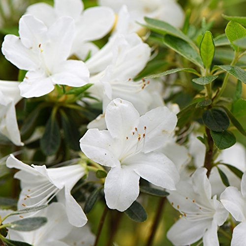 Hardy Evergreen Compact Dwarf Azalea Shrubs for Patios, Beds & Borders Provide Spectacular Colour 1 x White Azalea in 9cm Pot by Thompson & Morgan