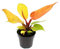 Exotenherz - Philodendron Prince of Orange - orangener Baumfreund - 12cm Topf