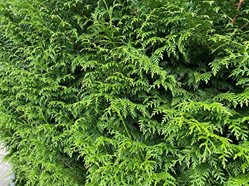 Thuja Plicata Gelderland Western Red Cedar 3-4ft Pack of 10 Supplied in 2/3 Litre Pots by DirectPlants™