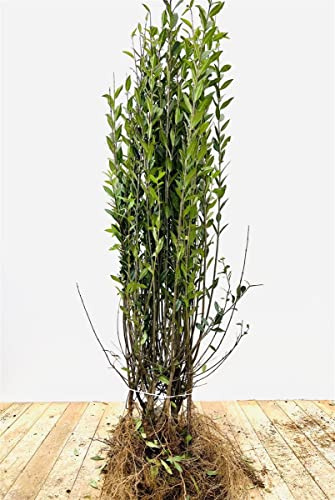 Liguster 'Atrovirens' 80-120 cm Ligustrum vulgare winterhart Heckenpflanze | Ligustrum vulgare, wintergrün, dichter Wuchs bis 300 cm, weiße Blüten im Sommer, sonnig bis halbschattig, winterhart