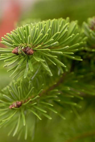 Fraser-Tanne Abies fraseri mB 80-100cm - Winterharte, Duftende Weihnachtsbaum Pflanze, Immergrün & Pflegeleicht