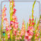 Gladiolenknolle-Winterhart MehrjäHrig,Gladiolen Blumenzwiebeln,Gladiolen Zwiebeln Winterhart,Gladiolen Knollen,Einfache Wartung,In Töpfe pflanzen-15zwiebeln-c
