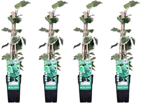 Set di 4 Hedera Algeriensis, Edera da Interno, Verde, H65cm, Vaso Ø15