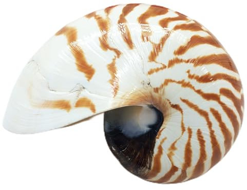 Peperlonely Nautilus Muscheln, natürlich, 10,2 cm ~ 12,7 cm 1#. 4~5