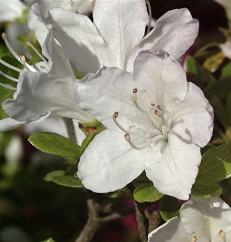 Japanische Azalee Schneesturm 25-30cm - Rhododendron obtusum - Zwerg Alpenrose