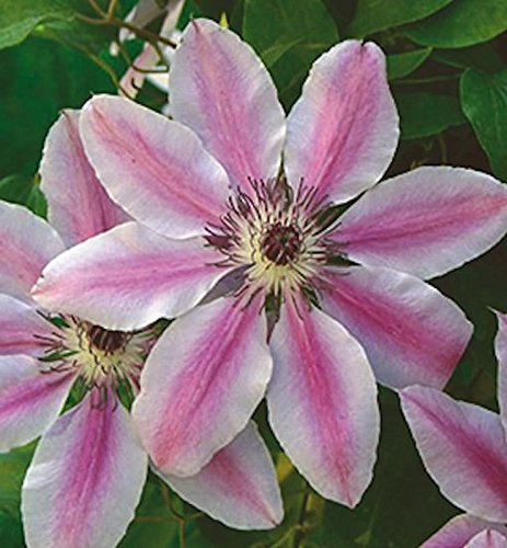 Waldrebe Nelly Moser 100-125cm - Clematis
