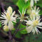 White Clematis Vitalba Evergreen Fully Hardy 20 Seeds:SEEDS