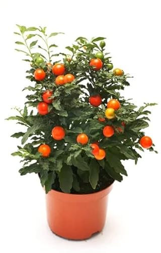 Solanum Pseudocapsicum Natural Planta Conocida como Cereza de Jerusalén