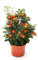 Solanum Pseudocapsicum Natural Planta Conocida como Cereza de Jerusalén