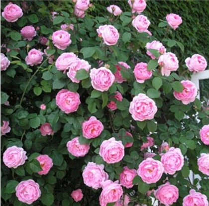 Plantes grimpantes de rosier Polyantha Graines de fleurs chinoises roses Graines de rosiers grimpants Pcs