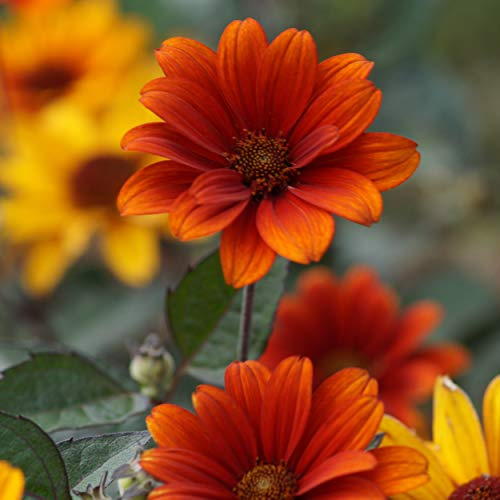 Blumixx Stauden Heliopsis scabra 'Bleeding Hearts' – Sonnenauge, auffallend rot-bronze blühende Blütenstaude, langblühend & robust, mehrjährig, ideal für sonnige Gärten & Gruppenpflanzung
