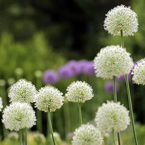 Allium Zwiebeln Weiß Blumen-7 Allium Blumenzwiebeln FrüHblüHer MehrjäHrig Winterhart Gartenpflanzen Blumen Geschenk Zimmerpflanzen Balkon Hochbeete FüR Garten