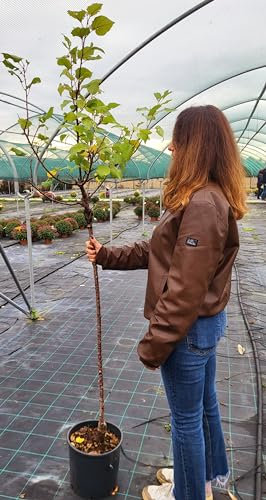 POWERS TO FLOWERS - PIANTA DI PESCO, PESCANOCE, PESCA NETTARINA GIALLA, VASO 20CM DIAMETRO, ALTEZZA 160CM, pianta vera