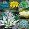 Funkien zwiebeln,Winterharte mehrjährig,Dekorative Blumen,Hosta plantaginea,Funkien Pflanze,seltene Pflanzen,funkien Rhizome,funkien hosta,funkien kaufen,hosta pflanze winterhart.-10zwiebeln-greenF