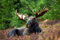 HANSEPUZZLE 28059 - Elch in Wildnis Puzzle 2000 Teile | Tierwelt Puzzle mit hochwertiger Puzzle Aufbewahrung: Kartonbox und Wieder verschließbarem Beutel | Puzzle-Maße: 90 x 60 cm
