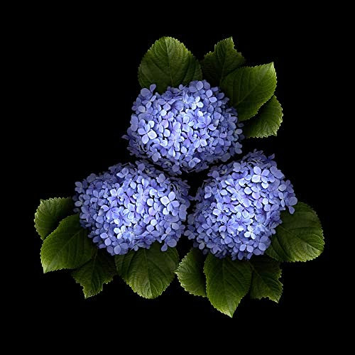 Semi Di Ortensia Piante Rampicanti Hardy Palla Di Neve Ortensia Piante Da Interno Semi Copertura Del Terreno Ortensia Semi Resistenti Fiori Semi Di Fiori Selvatici Fiori Perenni Da Balcone 100 Semi