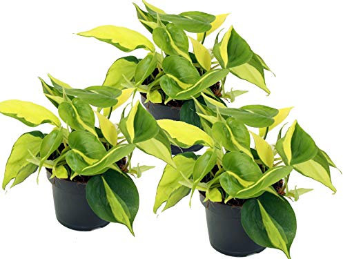 Efeutute, Scindapsus, (Epipremnum aureum) Sorte: Brasil, gelb-grünes-buntes Blattwerk, rankend, Ampelpflanze, luftreinigend (3er Set je im 12cm Topf)