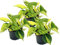 Efeutute, Scindapsus, (Epipremnum aureum) Sorte: Brasil, gelb-grünes-buntes Blattwerk, rankend, Ampelpflanze, luftreinigend (3er Set je im 12cm Topf)