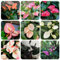 150 pcs Anthurium Clarinervium Samen - indoor plants for living room, Anthurium andraeanum, winterharte pflanzen bio samen indoor plants danke geschenk indoor garten wildblumensamen