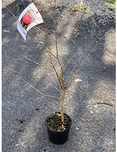 Albero NANO Melograno (Varietà inviata in base alla disponibilità in vivaio)