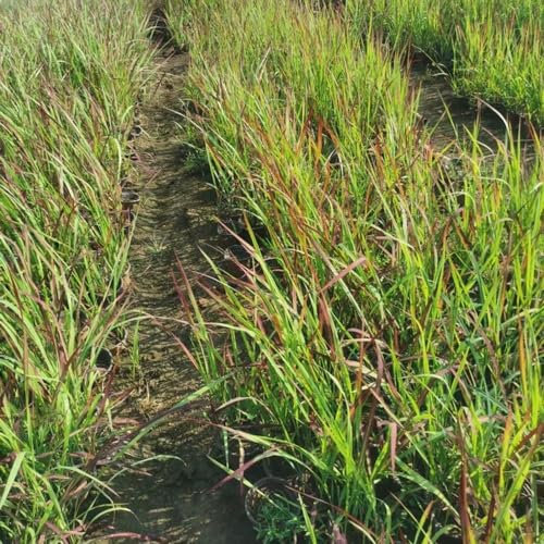 25 pcs japanisches blutgras winterhart samen, garten pflanzen (Imperata cylindrica) pflanzen für draußen, pflanzen für balkon blumensamen kaufen, pflanzen balkon gartenpflanzen winterhart