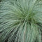 GreenboutiQ - Ziergräser - Carex comans Frosted Curls - Grün - 2 Pflanzen - Immergrün - Wenig Pflege - Topf 17cm Höhe 50cm