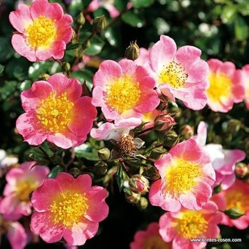 2x Rosier à massif 'Topolina' – Kordes Nectarroos – Plant-o-fix-pot | Floraison continue, fleurs rose clair