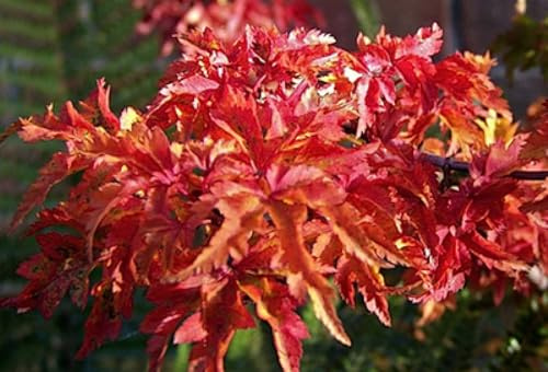 Acer palm. 'Shishigashira' - Fächerahorn 60-80 cm Container