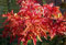 Acer palm. 'Shishigashira' - Fächerahorn 60-80 cm Container