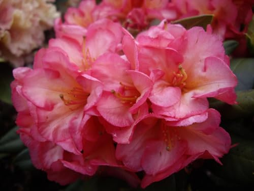 INKARHO Großblumiger Rhododendron Hybride Balalaika 25-30 cm Alpenrose