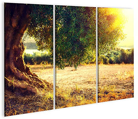 islandburner Bild auf Leinwand Olivenbäume Sonnenuntergang Mallorca Bilder Wandbilder Poster