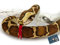 Tigerpython Kuscheltier Schlange Python Plüschschlange Plüschtier ZÜNGLI - Kuscheltiere*biz
