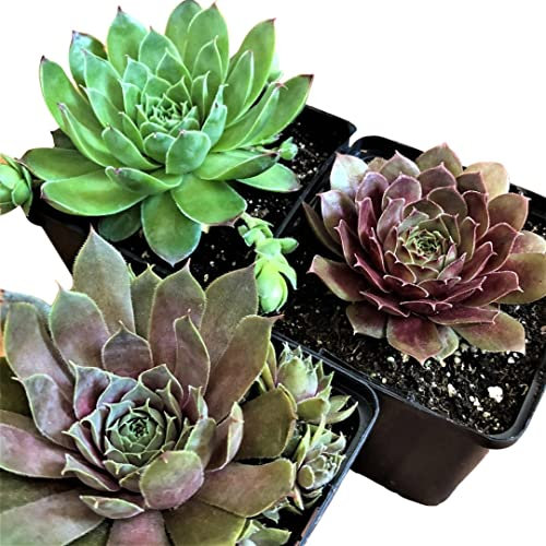 3 x Mix Sempervivum Houseleeks Crassula Succulent Plants Mixed in 5,5Ø pots 10cm Height