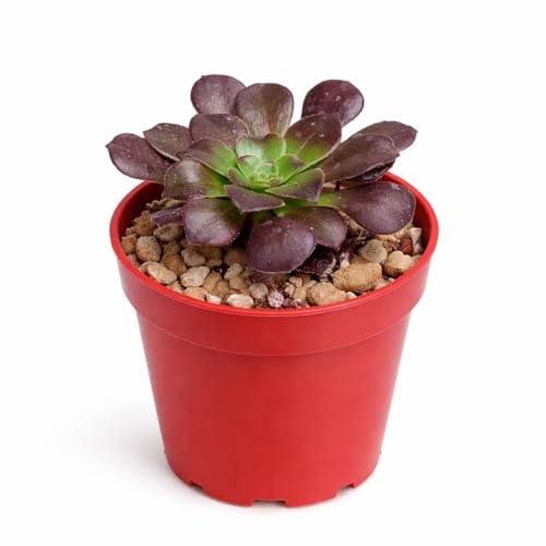 Aeonium arboreum atropurpureum Rosetten-Dickblatt Rarität 6,5cm Topf | Rarität, 6,5cm Topf, 15cm hoch