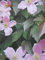 Clematis montana Crinkle - Zierliche Berg-Waldrebe Crinkle 60-100