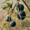 150 Pcs Kakibaum Winterhart Samen - Sapote Frucht, Winterharte Kübelpflanzen Kaki Baum Kaufen Samen, Säulenobst Balkonpflanzen, Sträucher Winterhart Blühend Bio Saatgut, Alte Sorten