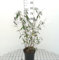 Buddleja dav. 'Black Knight' - Schmetterlingsstrauch 40-60 cm Container