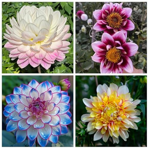 Radice resistente alle dalie – Alta dalia – Varietà amante del sole per aiuole e terrazze, fiorita e durevole, 8 tuberi A