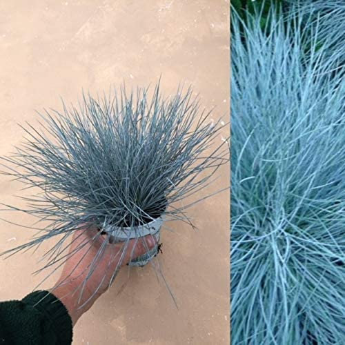 3 x Festuca Intense Blue Blue Grass Plants Ready to Plant Amazing Blue Fescue Grass in 9cm Pots