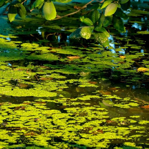 Semillas de lenteja de agua para estanques, acuario de plantas flotantes jardinería, decoración de acuarios semillas para plantas acuáticas estanque de plantas acuáticas plantas 100pcs