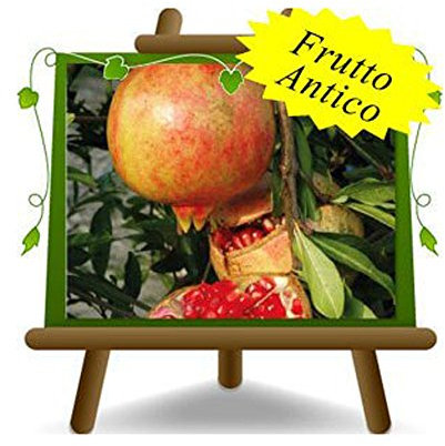 EURO PLANTS VIVAI Melograno Mollar - Pianta da Frutto Antico su Vaso da 20 cm. - *Altezza: 150~170 cm. - Età 2 anni